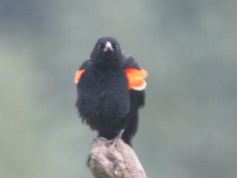 Blackbird1