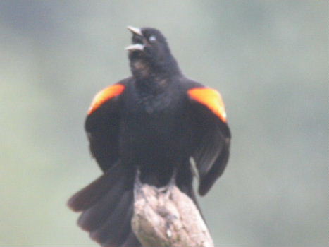 Blackbird2