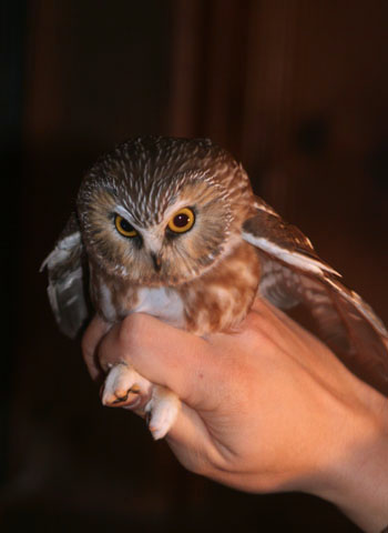 Owl Number 0924-17522