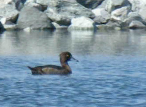 tufted-duck-1-copy