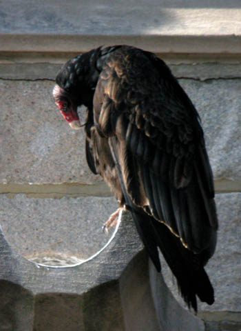 vulture-gargoyle.jpg