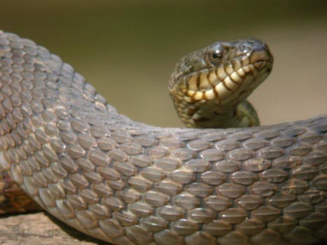 Water Snake (Nerodia sipedon)